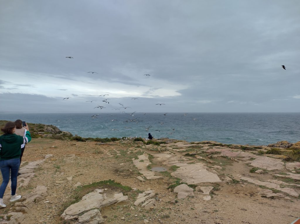 Cabo Carvoeiro and seagulls